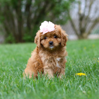 Maddie - Available Now