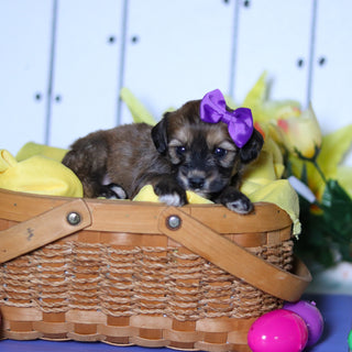 Celeste - Available 4/23