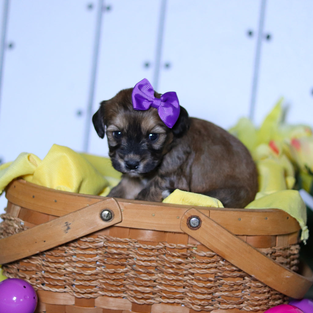 Celeste - Available 4/23