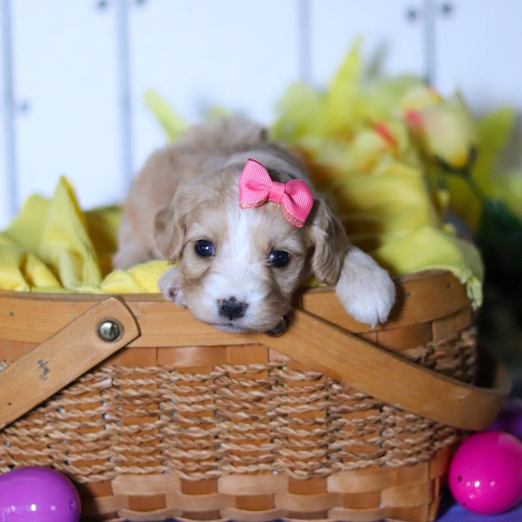 Celia - Available 4/23