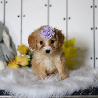 Celia - Available 4/23