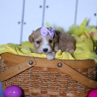 Carly - Available 4/23