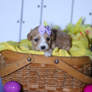 Carly - Available 4/23