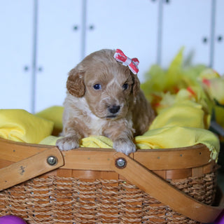 Sunny - Available 4/23