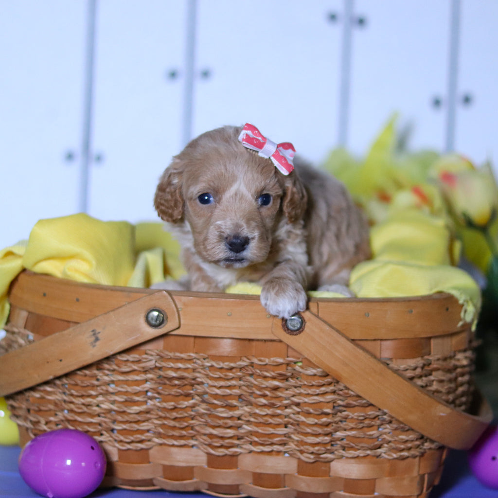 Sunny - Available 4/23