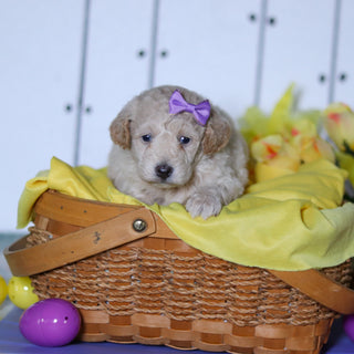 Tulip - Available 4/23