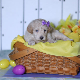 Tulip - Available 4/23