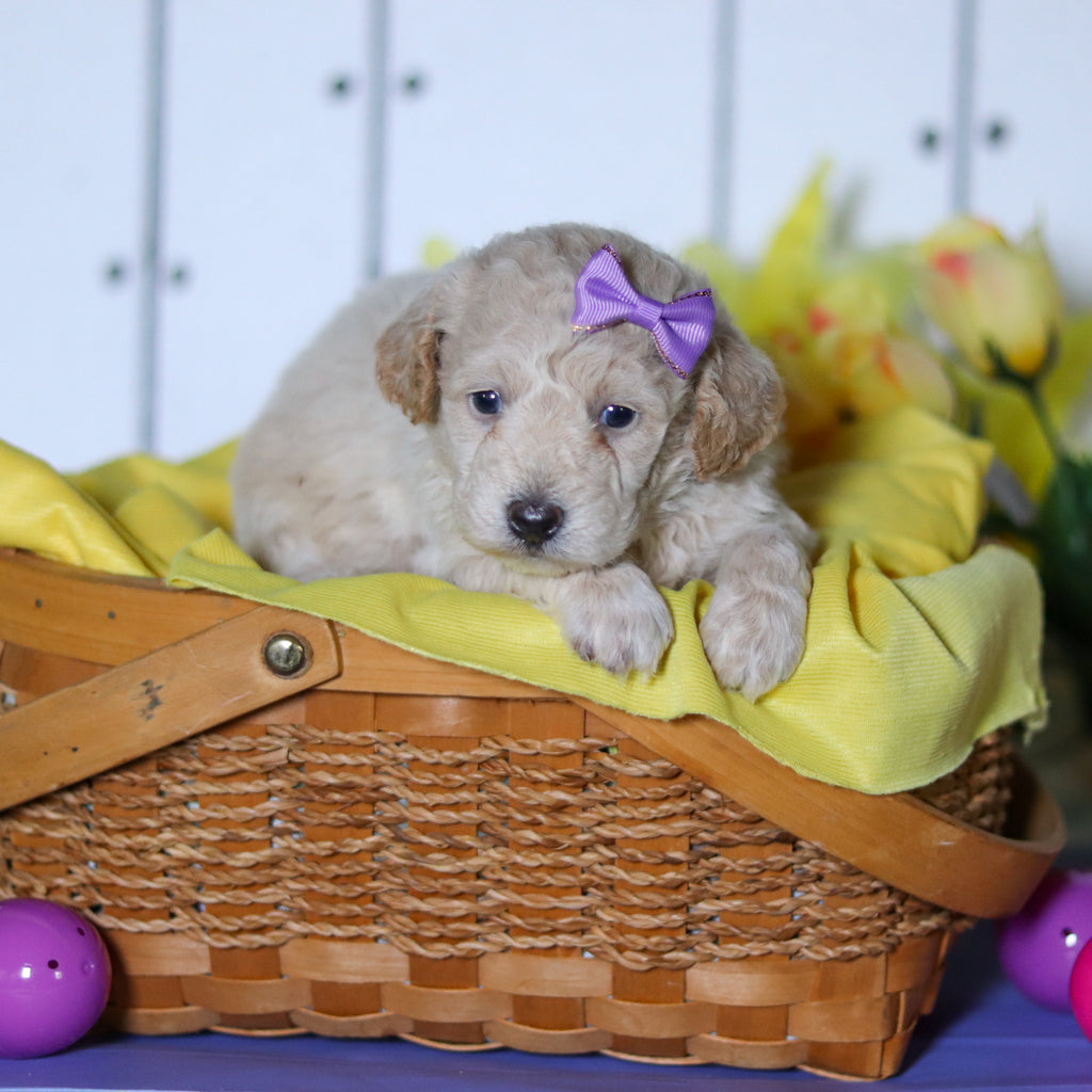 Tulip - Available 4/23