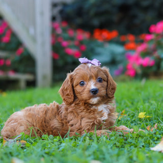 Millie - Available 10/29