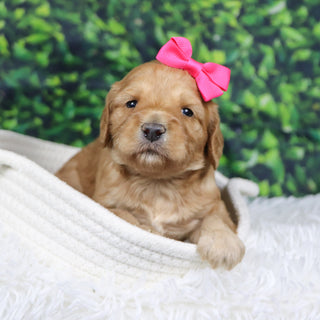 Fannie - Available 12/31