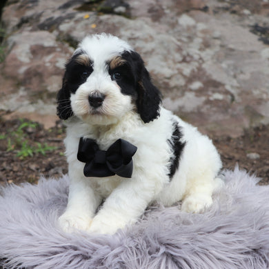 cuanto cuesta un bernedoodle miniatura