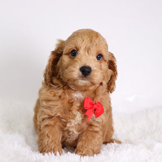 Finn - Available 10/22