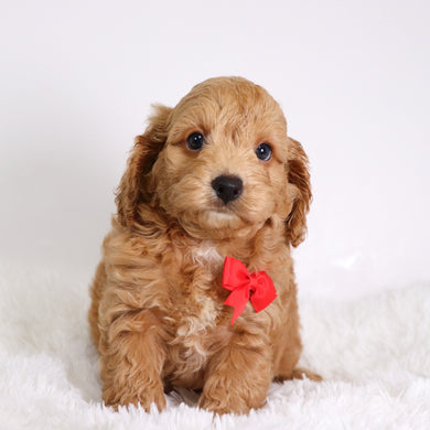 Finn - Available 10/22