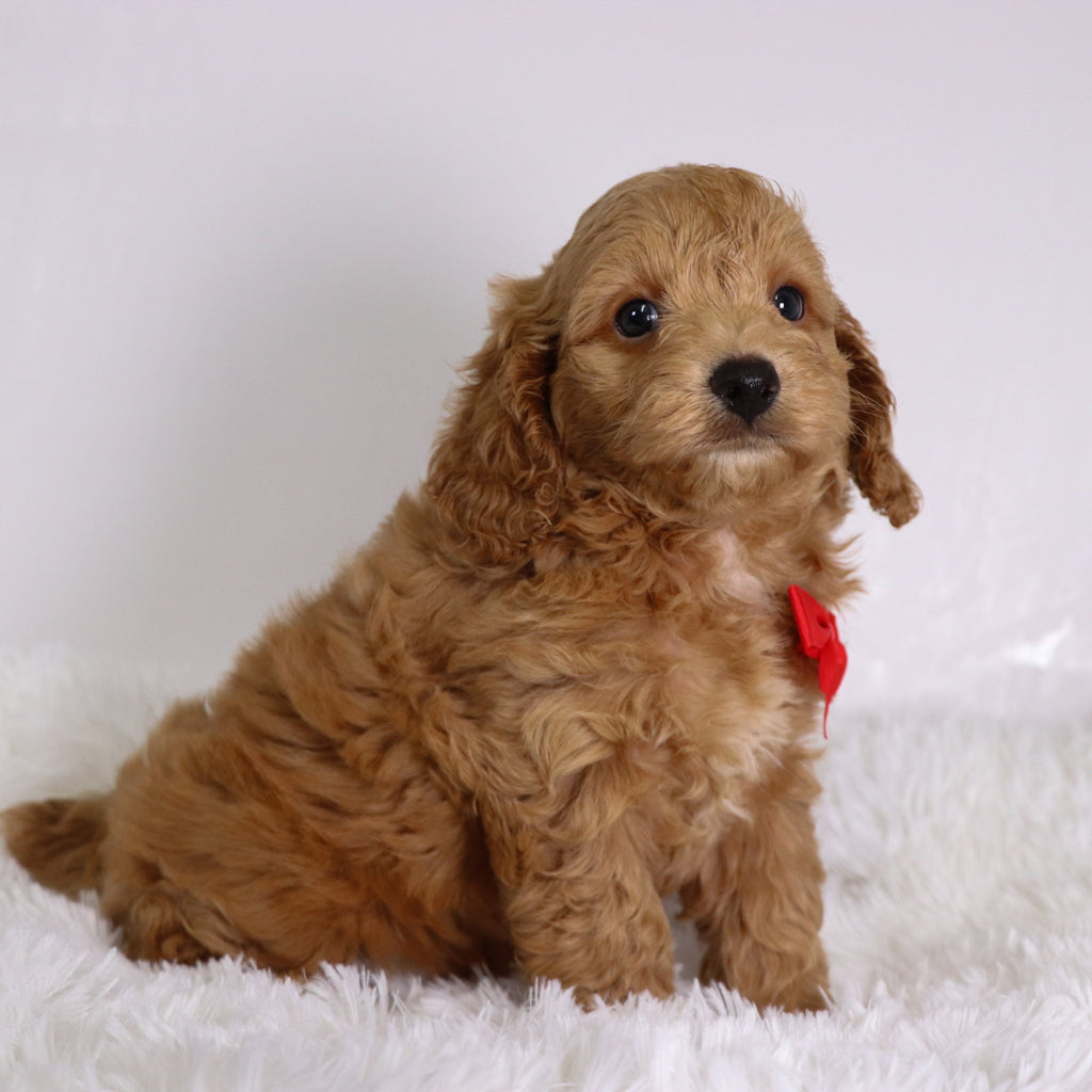 Finn - Available 10/22