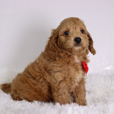 Finn - Available 10/22