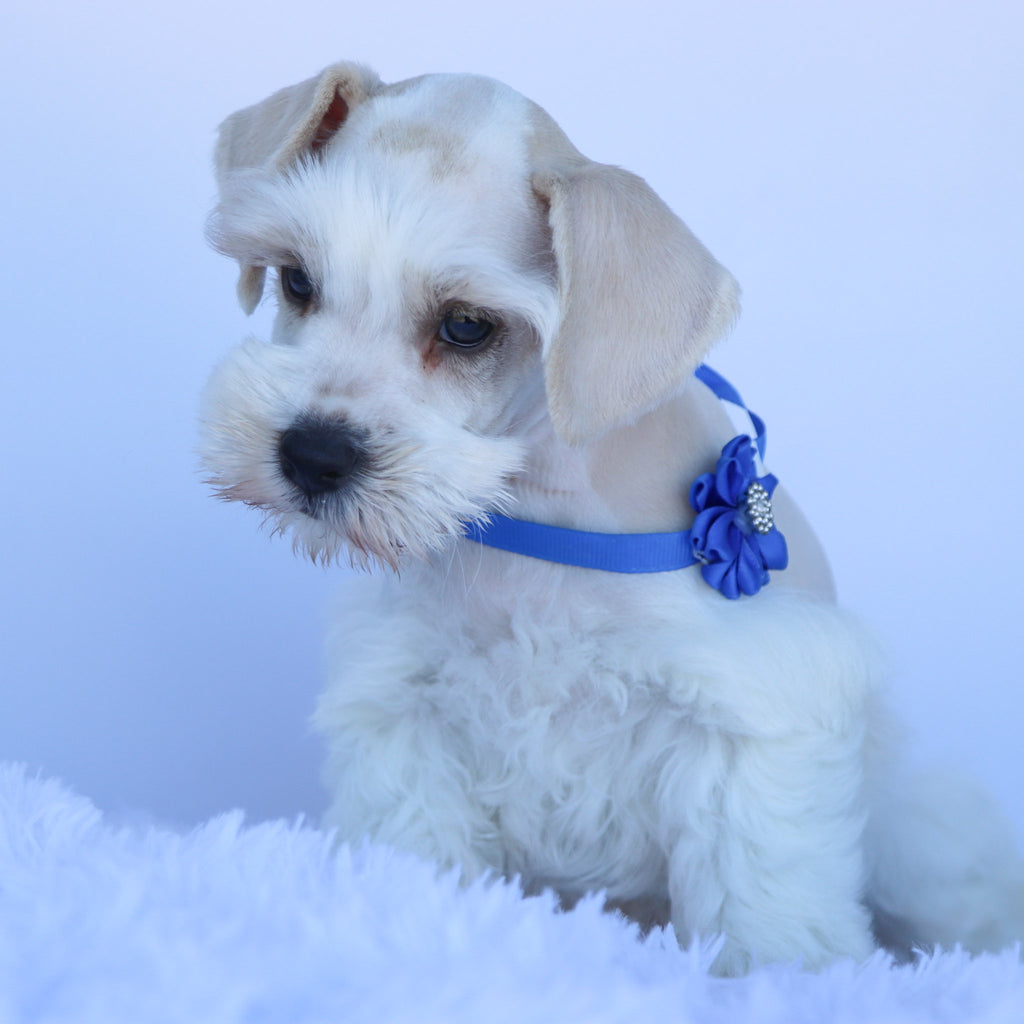 Finnley - Available Now