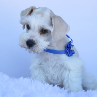 Finnley - Available Now