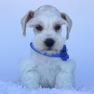 Finnley - Available Now