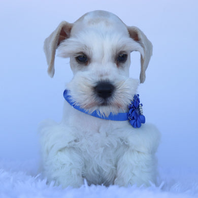 Finnley - Available Now