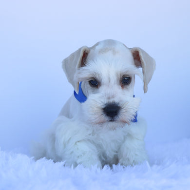Finnley - Available Now