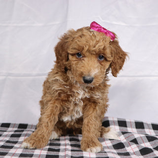 Fiona - Available 12/17