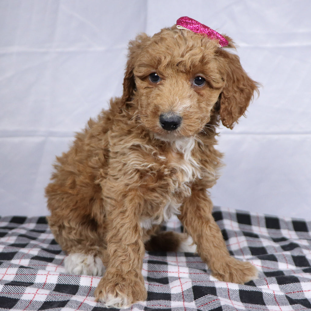 Fiona - Available 12/17