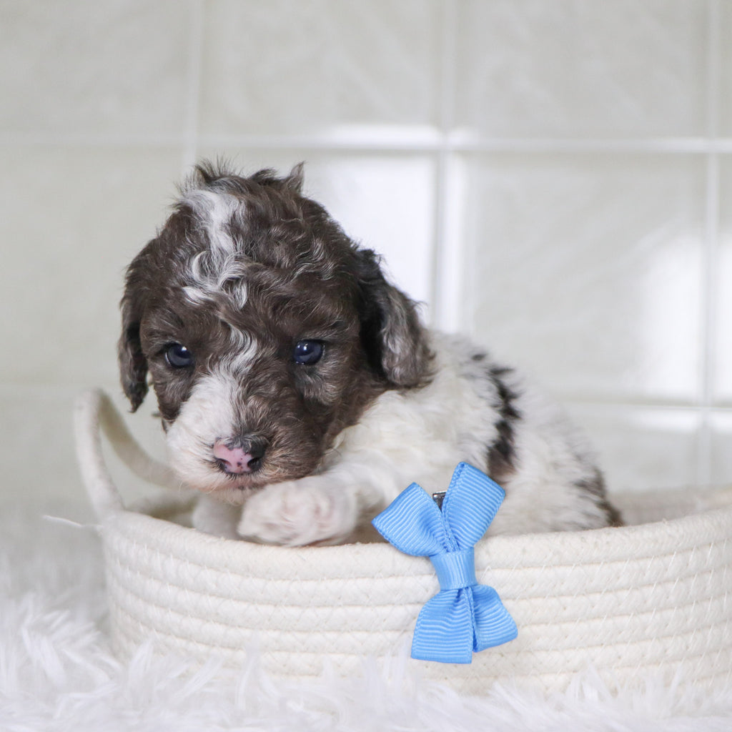 Fletcher - Available Now