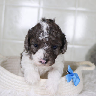 Fletcher - Available Now