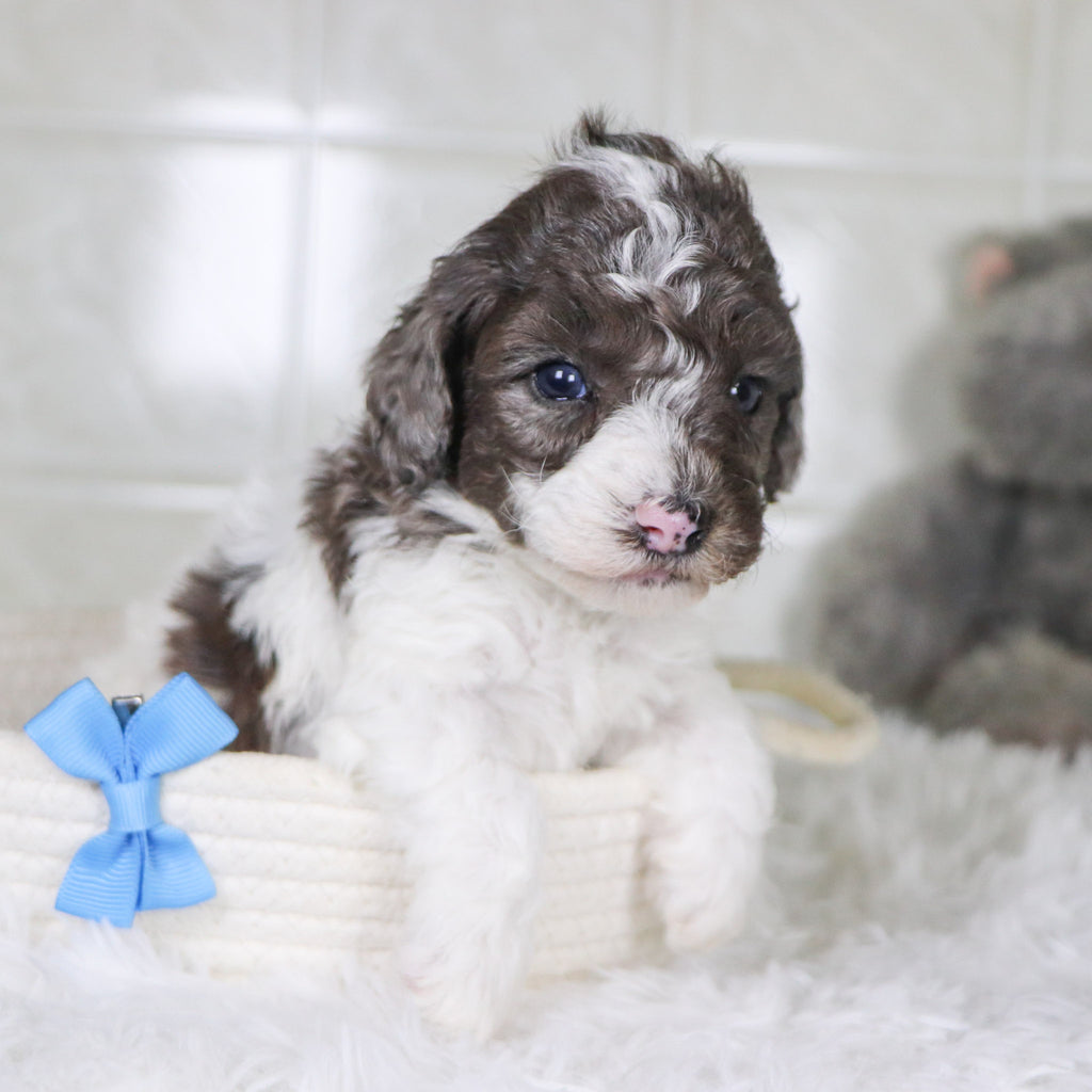 Fletcher - Available Now