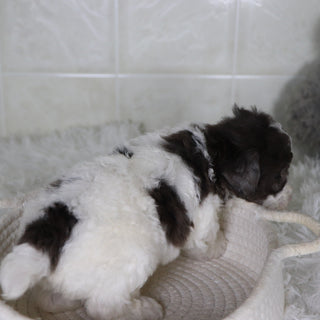 Fletcher - Available Now