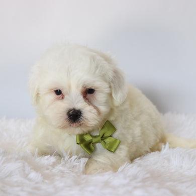 Fletcher - Available 8/20