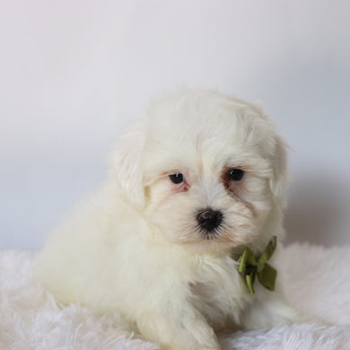 Fletcher - Available 8/20