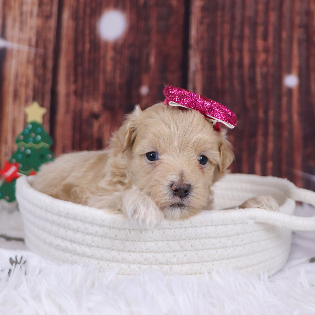 Florence - Available 12/31