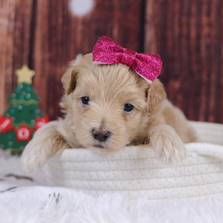 Florence - Available 12/31