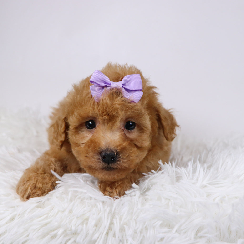 Flow - Available 11/26