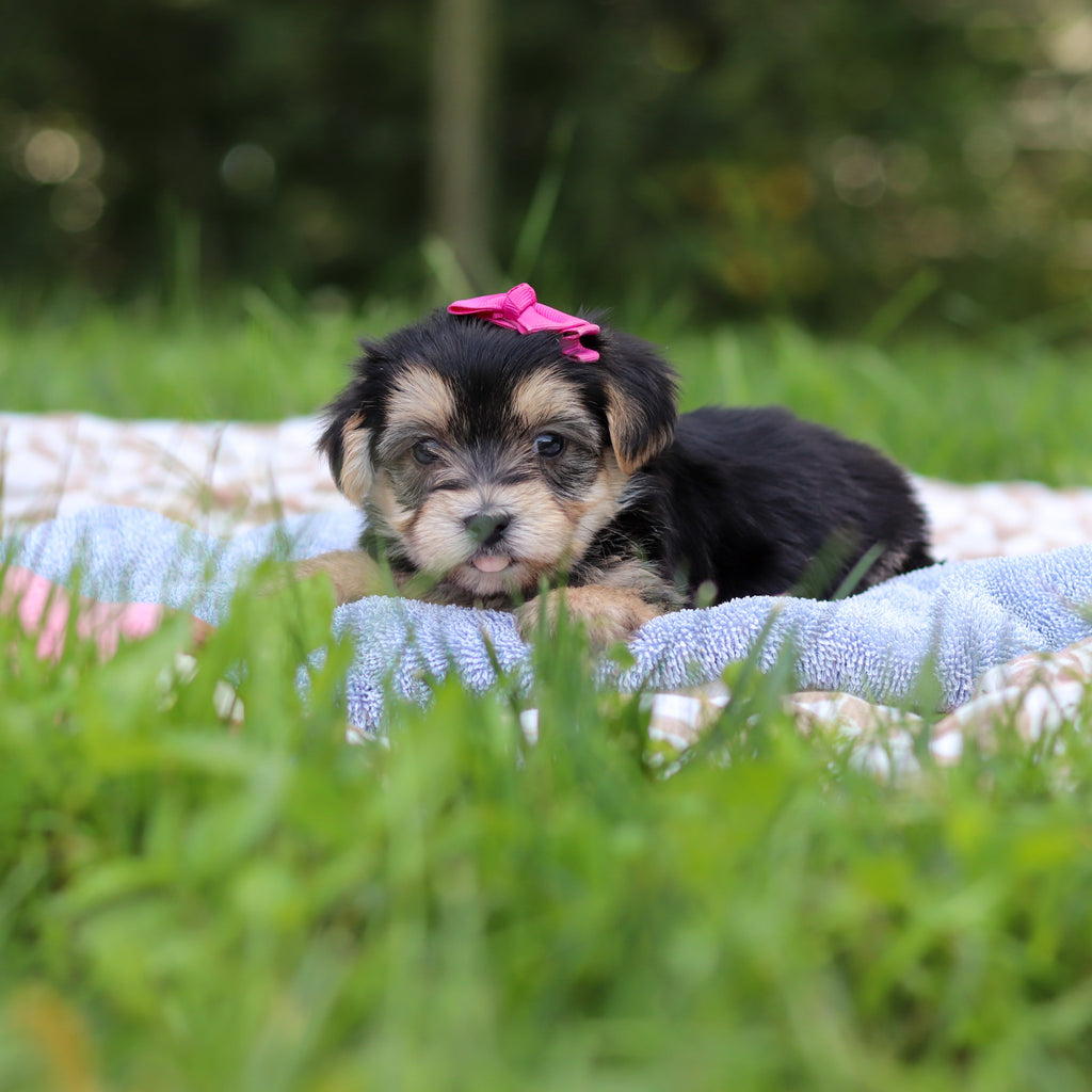 Evie - Available 9/24
