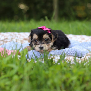 Evie - Available 9/24