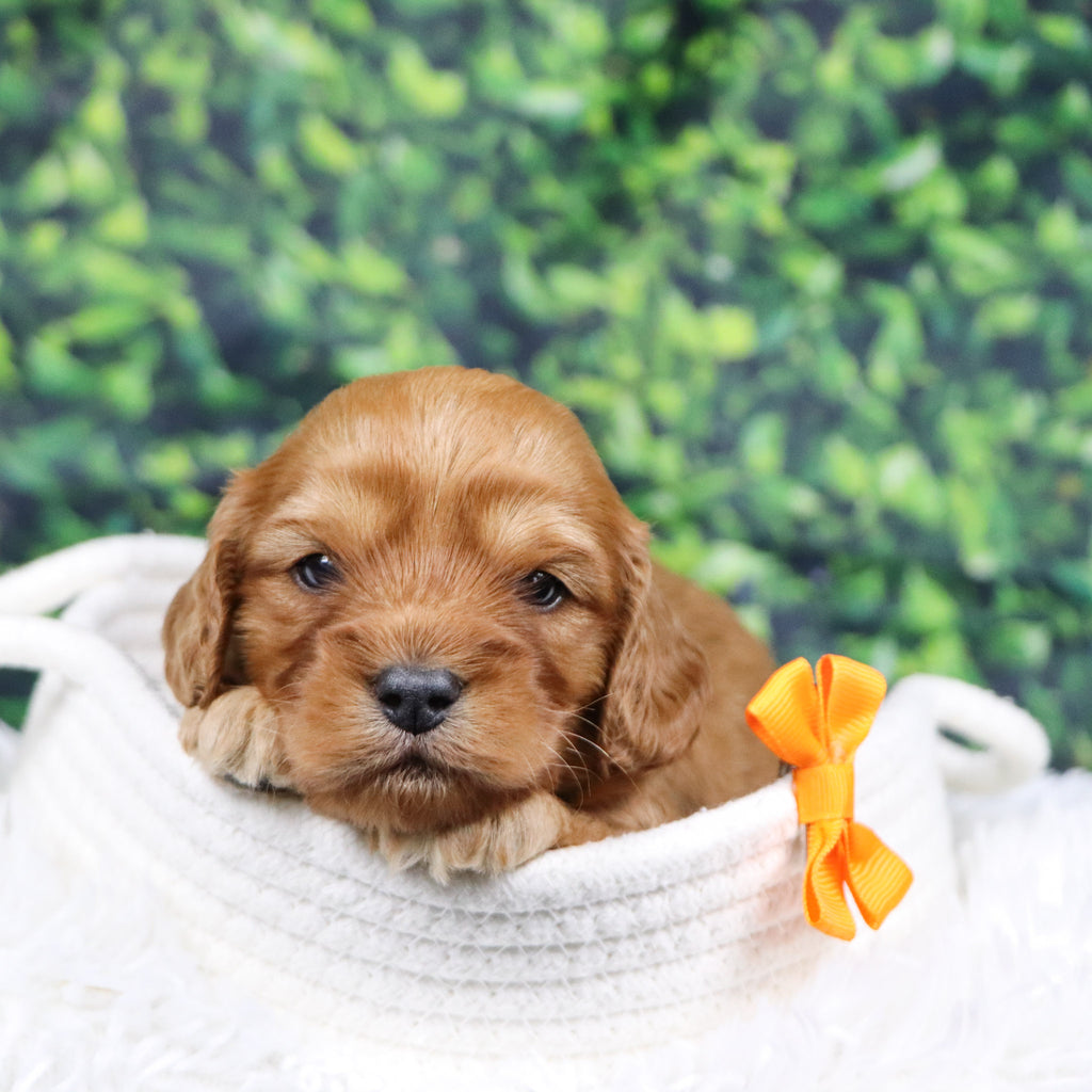 Frank - Available 12/31