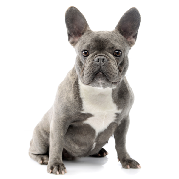 French Bulldog Puppies For