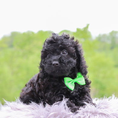 Friskey - Available 5/28