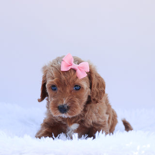 Gabby - Available 6/26