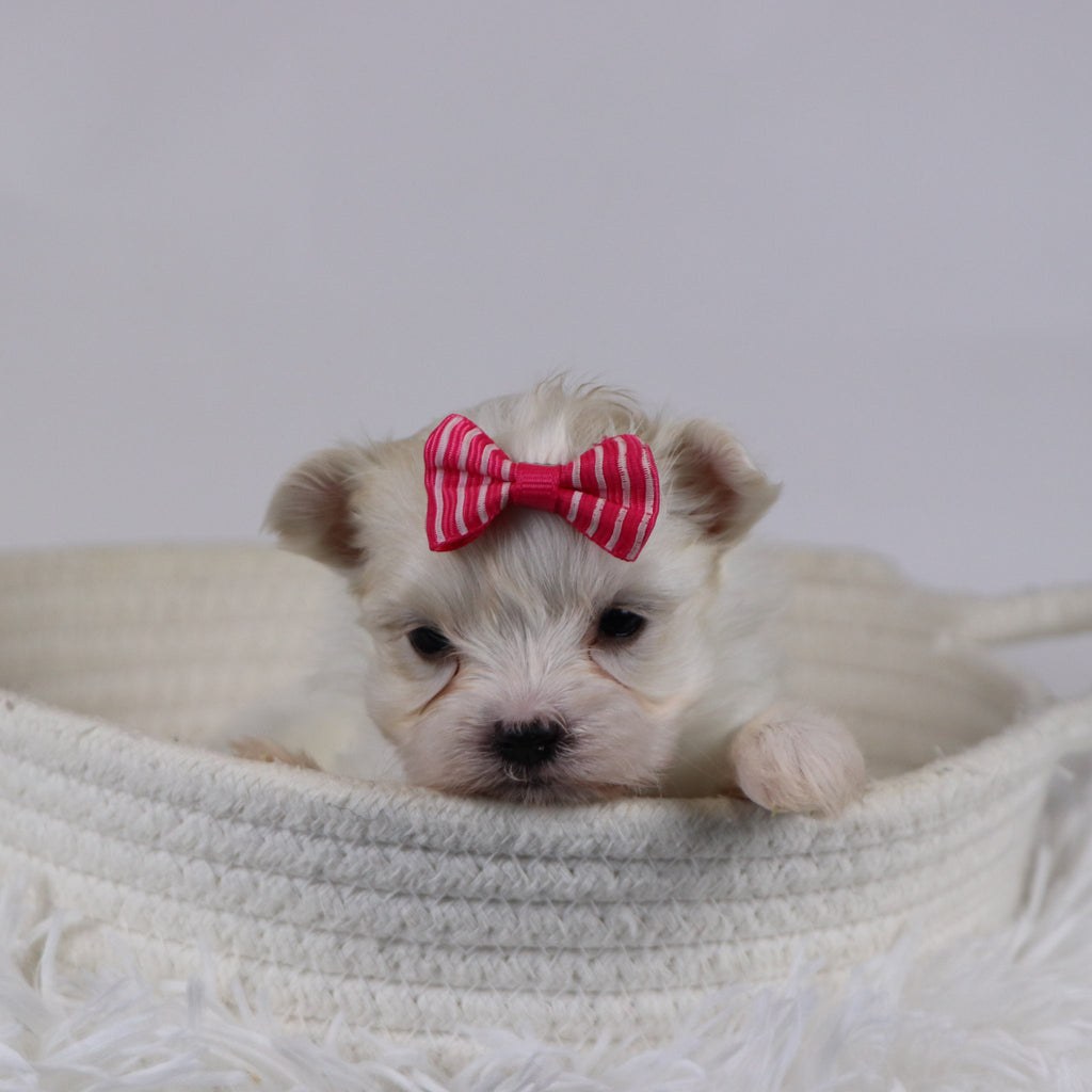 Gail - Available 12/17