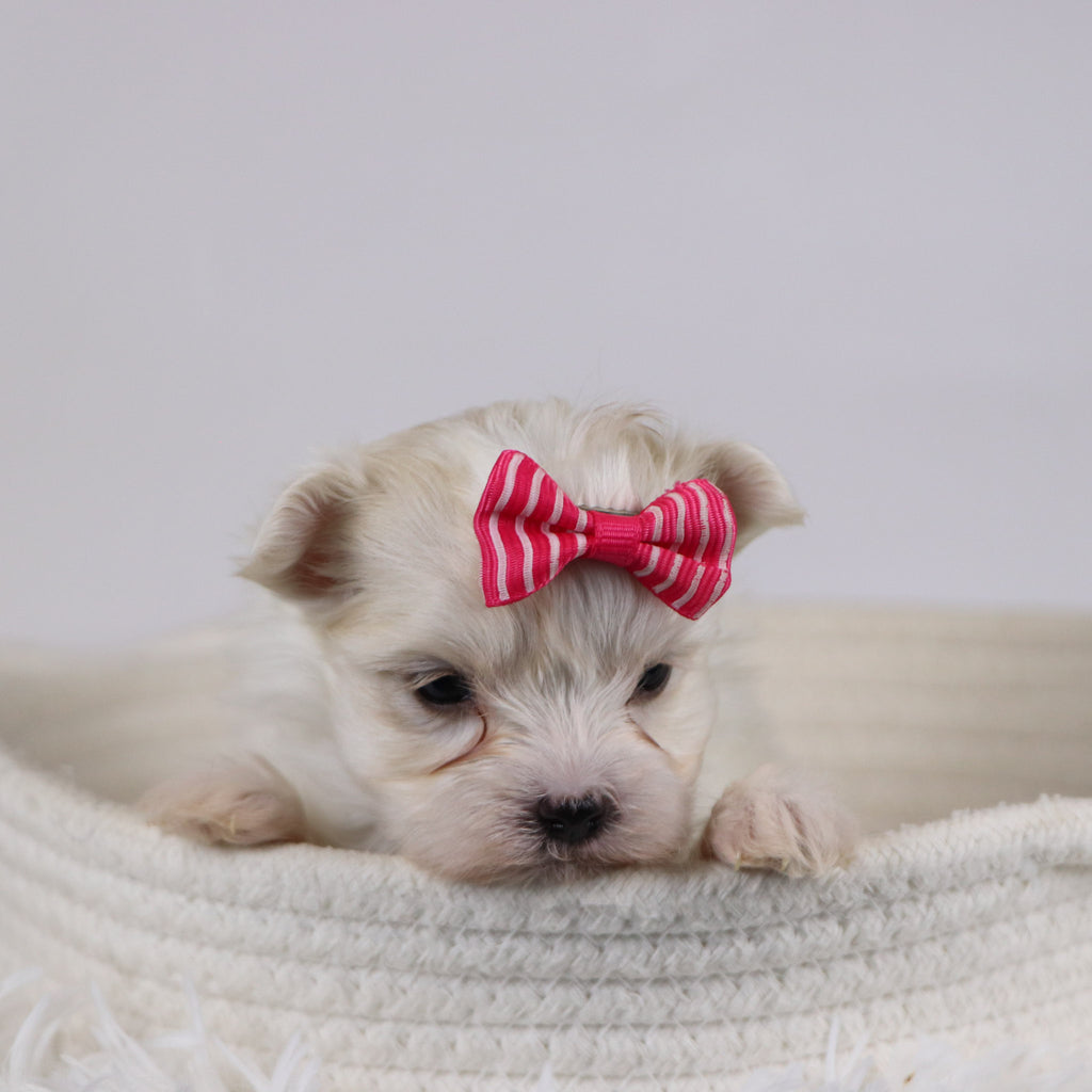 Gail - Available 12/17