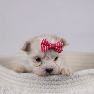 Gail - Available 12/17