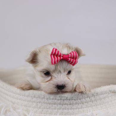 Gail - Available 12/17