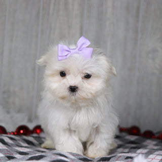 Gail - Available 12/17