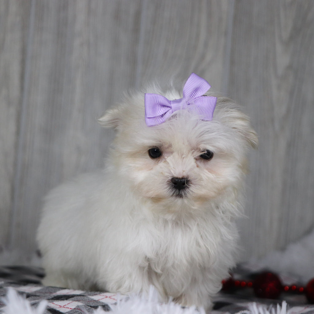 Gail - Available 12/17