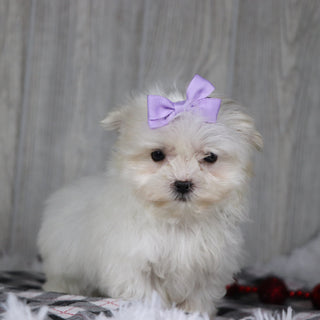 Gail - Available 12/17