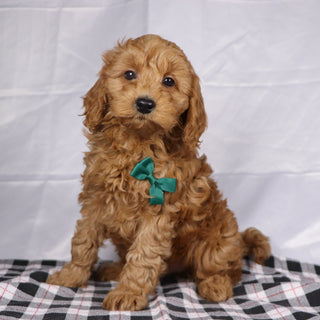 Gareth - Available 12/17