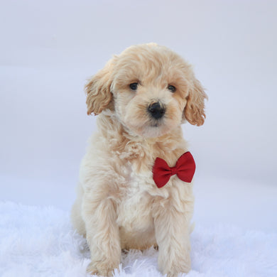 Garth - Available 9/17